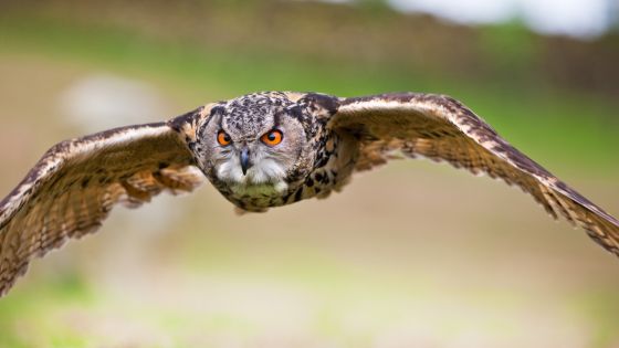 bird owl flying